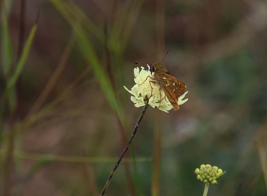 Hesperia comma - vesszős busalepke