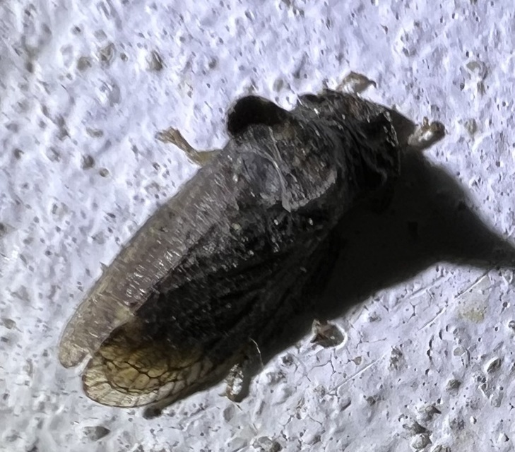 Ledra aurita - füleskabóca