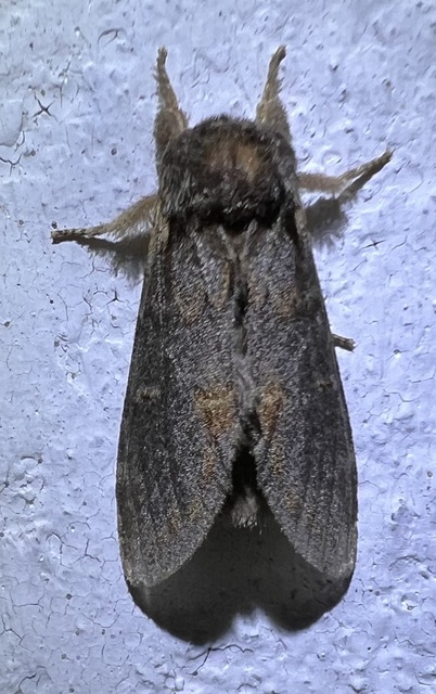 Notodonta dromedarius - tevehátú púposszövő