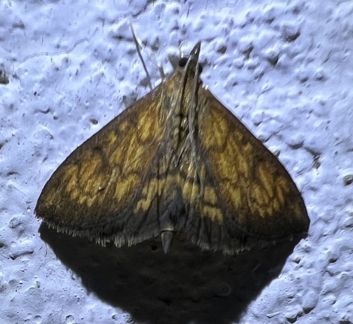 Ecpyrrhorrhoe rubiginalis - rozsdavörös tűzmoly