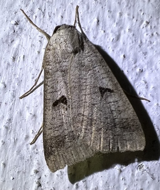 Lygephila pastinum - közönséges csüdfűbagoly