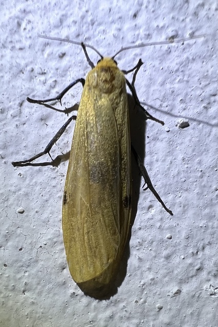Lithosia quadra - négypettyes zuzmószövő