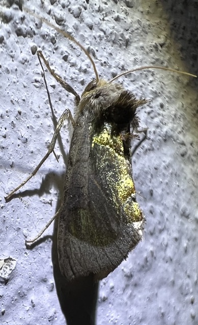 Diachrysia zosimi - nemes aranybagoly
