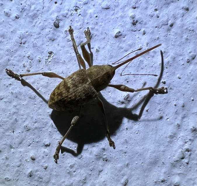 Curculio elephas - gesztenyezsuzsóka