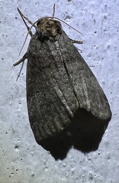 Ochropacha duplaris - égerlevél-pihésszövő
