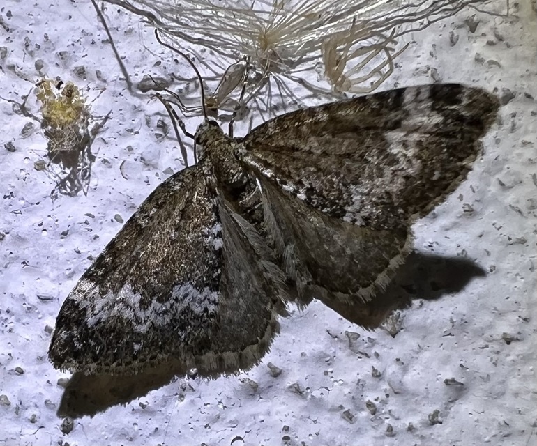 Perizoma alchemillata - árvacsalán-araszoló