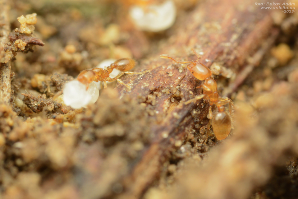 Solenopsis fugax - tolvajhangya