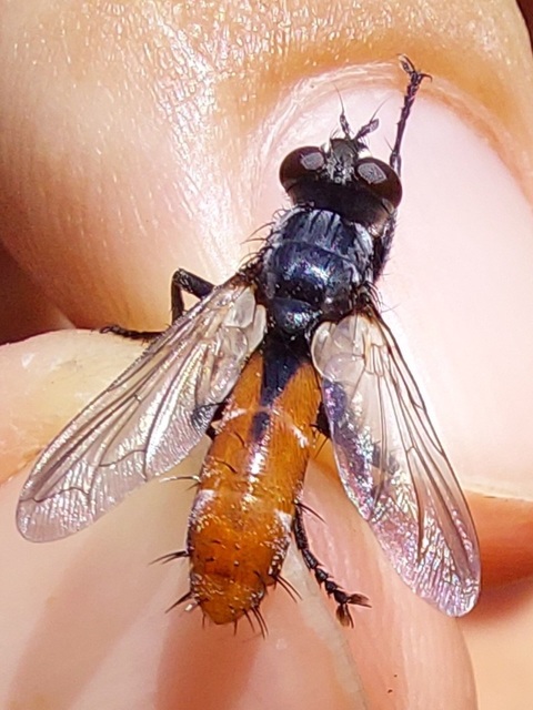 Cylindromyia bicolor
