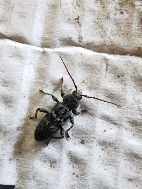 Hylotrupes bajulus - házicincér