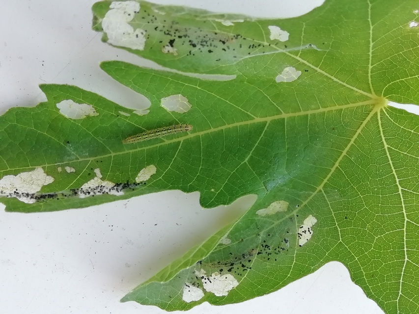 Choreutis nemorana - füge-levélmoly