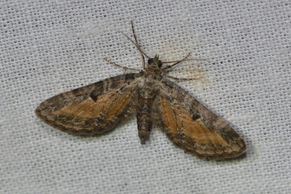 Eupithecia icterata - rozsdafoltos törpearaszoló