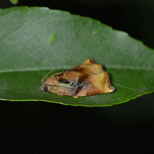 Archips podana - dudvarágó sodrómoly