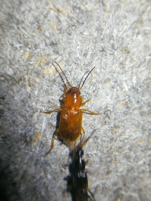 Stenolophus mixtus - közönséges turzásfutó