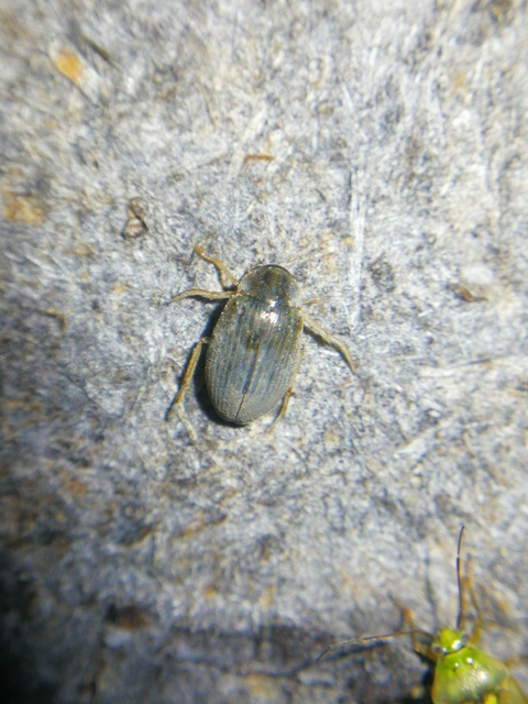 Berosus Berosus