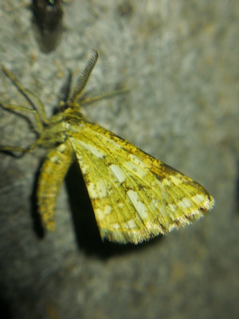 Narraga fasciolaria/tessularia