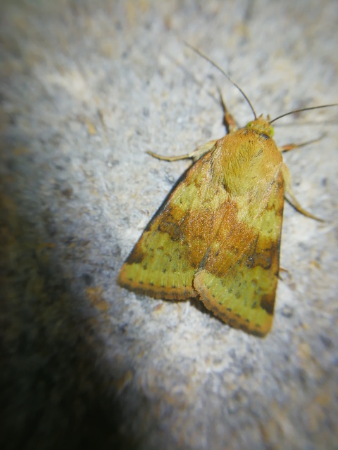 Heliothis viriplaca - mácsonyabagoly