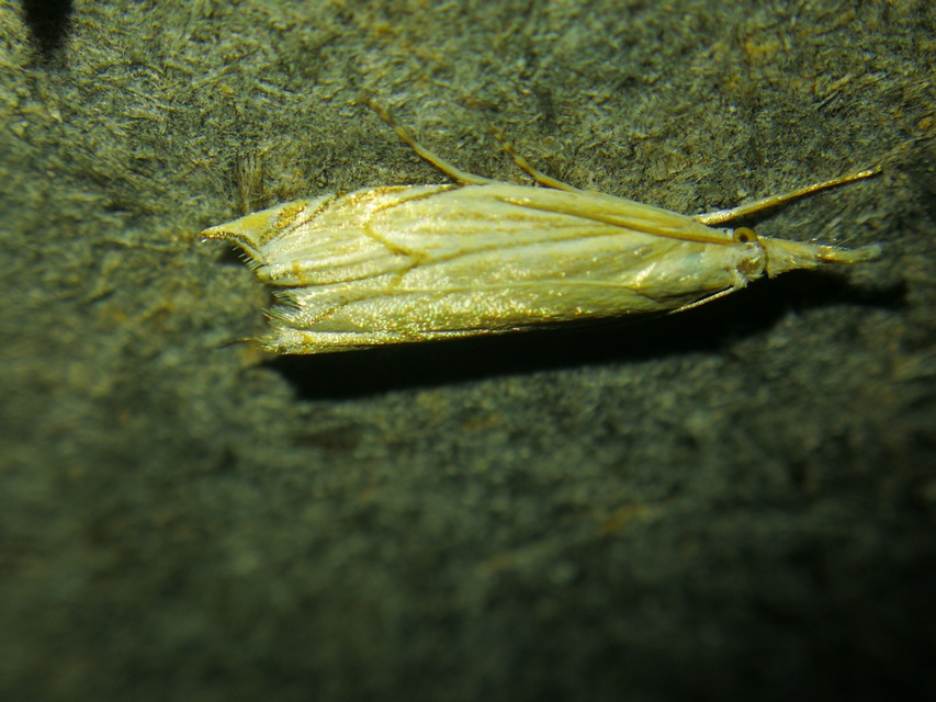 Metacrambus carectellus - homoki fűgyökérmoly