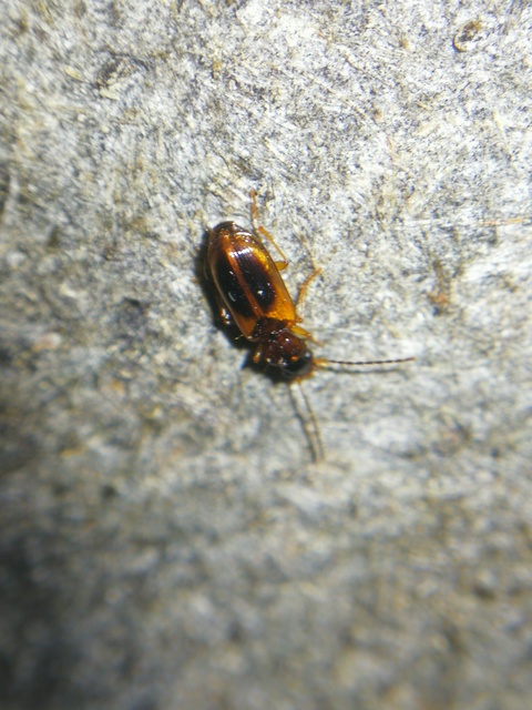 Anthracus consputus - nyerges kisdedfutó