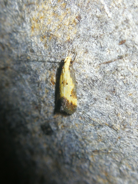 Brachmia dimidiella - citromkocsord-lápimoly