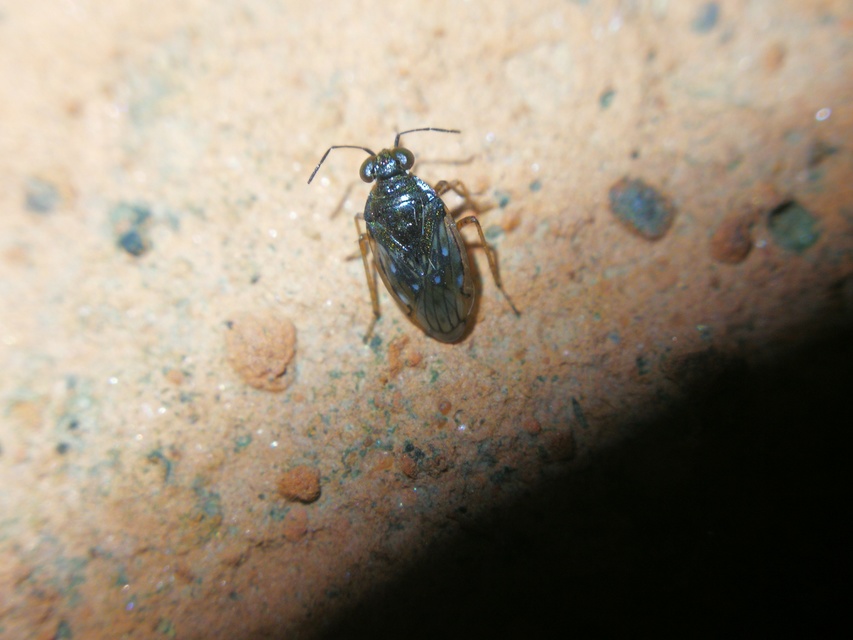 Saldidae - partipoloskák