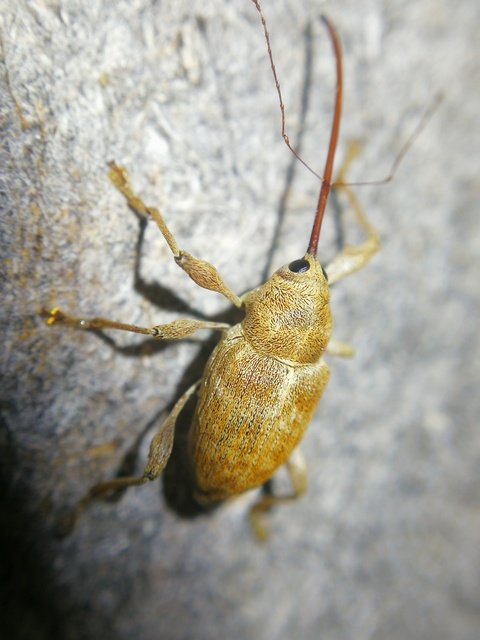 Curculio elephas - gesztenyezsuzsóka