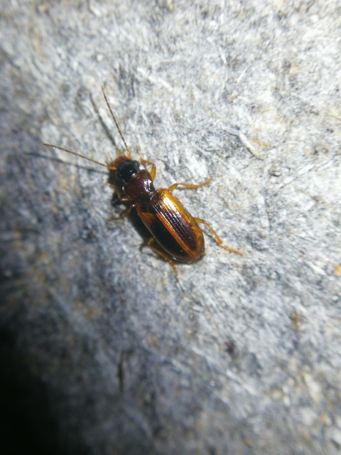 Anthracus consputus - nyerges kisdedfutó