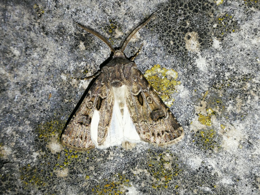 Agrotis bigramma - kétjegyű földibagoly