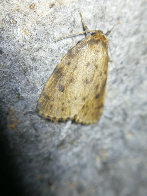 Thumata senex - mocsári medvelepke