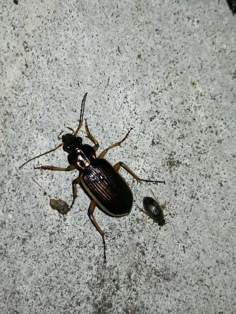 Chlaenius spoliatus - csupasz bűzfutó