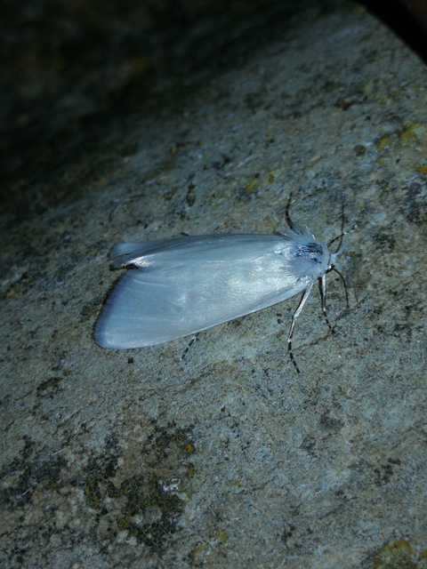 Scirpophaga praelata - kócsagmoly