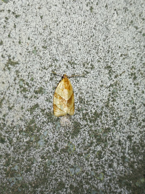Clepsis rurinana - fakó sodrómoly