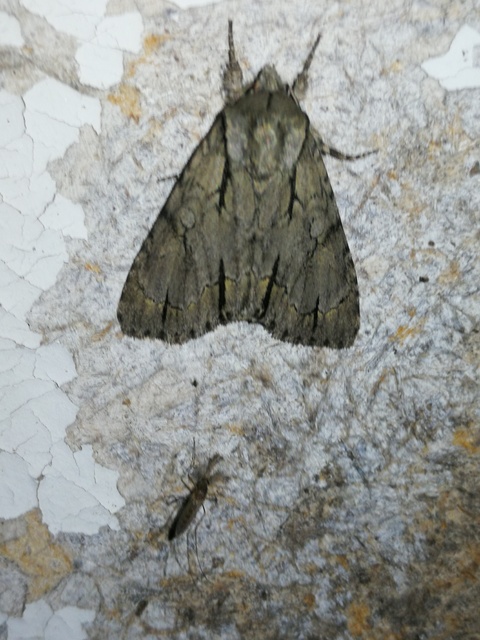 Acronicta cuspis/tridens/psi