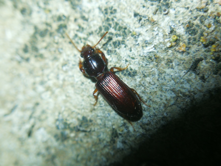 Clivina fossor - egyszínű vakondfutó