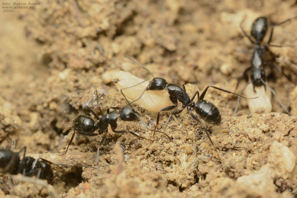 Camponotus aethiops - szőrös lóhangya