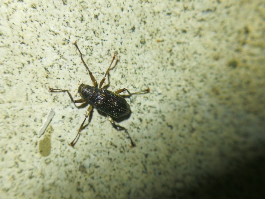 Macronychus quadrituberculatus - négypúpú karmosbogár