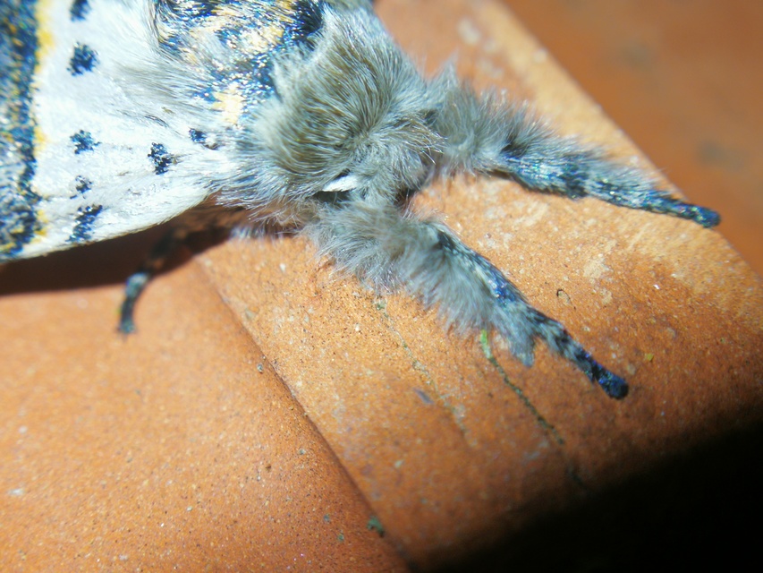 Furcula bifida - kis púposszövő