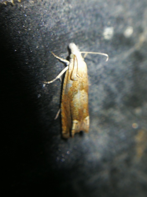 Eucosma