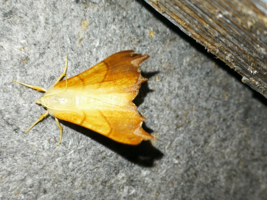Ennomos fuscantaria - kőris-levélaraszoló