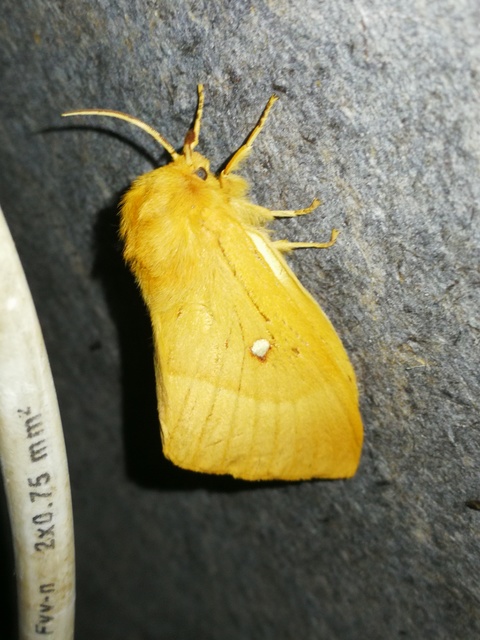 Lasiocampa quercus - tölgyfaszövő