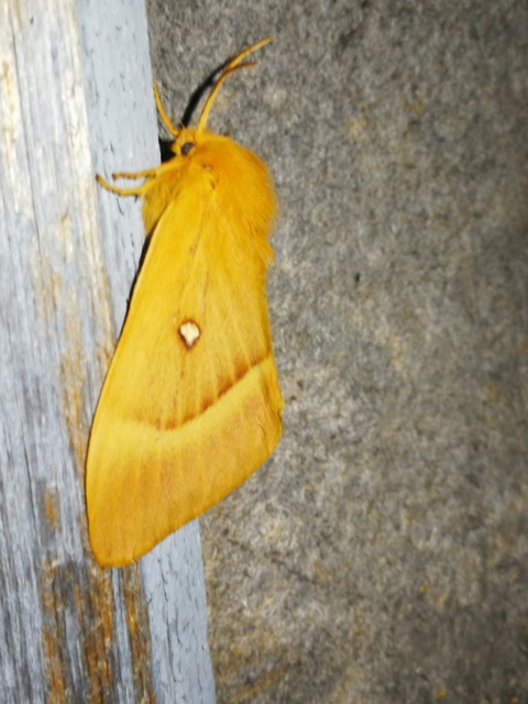 Lasiocampa quercus - tölgyfaszövő