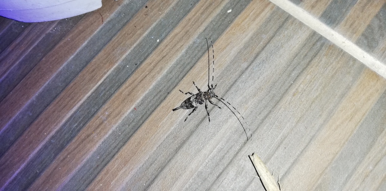 Acanthocinus griseus - szürke daliáscincér
