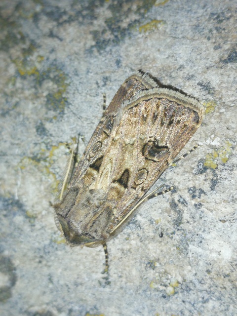 Agrotis bigramma - kétjegyű földibagoly