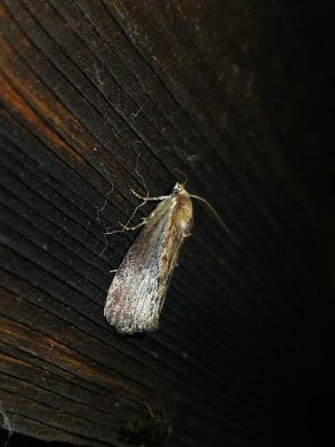 Galleria mellonella - nagy viaszmoly