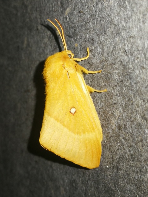 Lasiocampa quercus - tölgyfaszövő