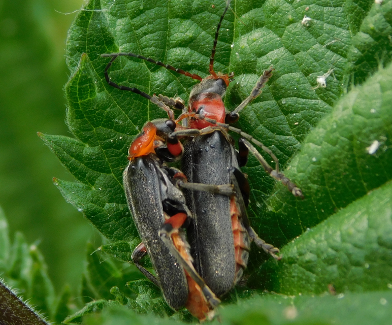 Cantharis rustica - suszterbogár