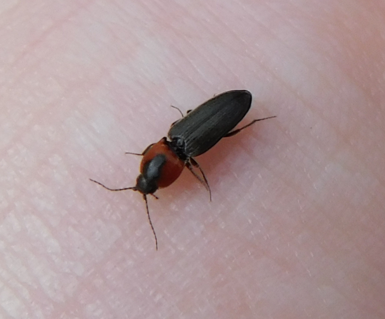 Cardiophorus discicollis - korongfoltos szívespattanó