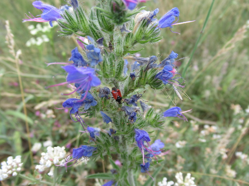 Deraeocoris rutilus - cinóber mezeipoloska