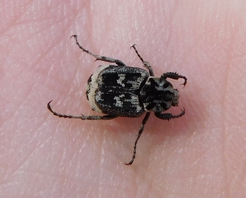 Valgus hemipterus - suta virágbogár