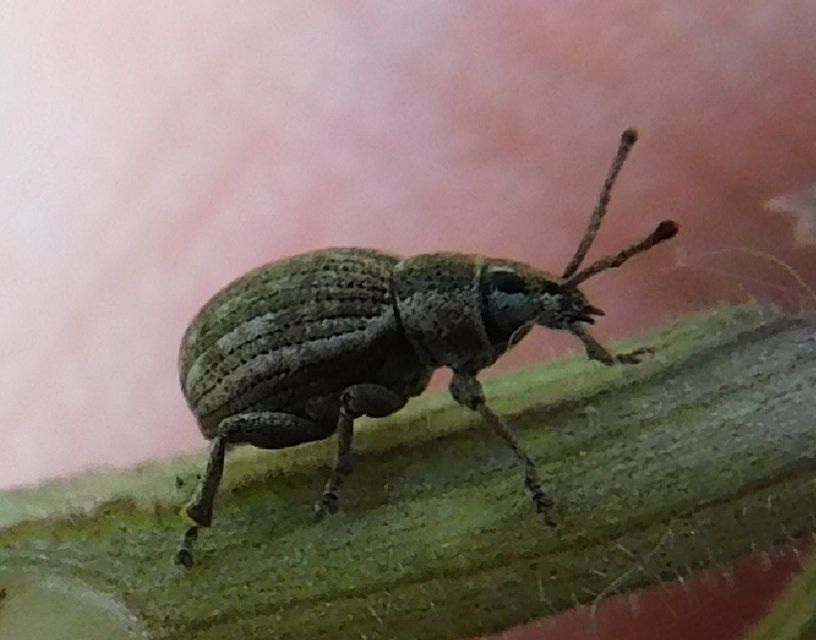 Peritelus familiaris - nagy kendermagbogár