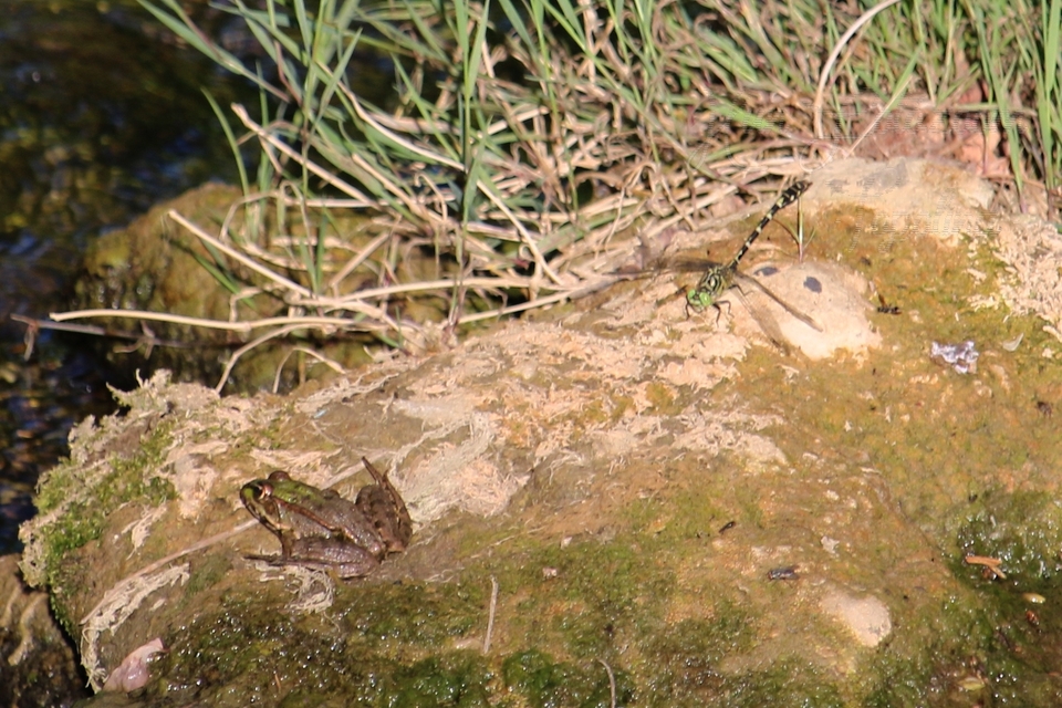 Onychogomphus forcipatus - gyűrűs folyami-szitakötő